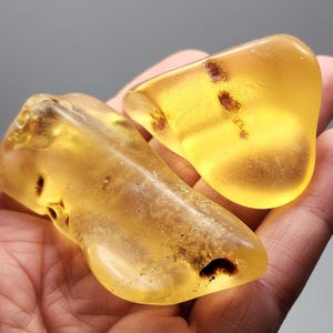 May include: Two polished pieces of translucent golden yellow amber. The larger, elongated piece features dark brown organic inclusions and small surface pits. The smaller, rounded piece displays a distinct line of dark brown inclusions within.