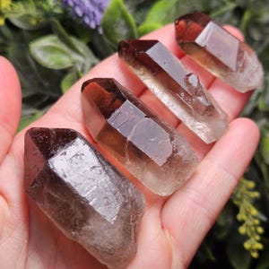 Puede incluir: Cuatro puntas de cristal de cuarzo ahumado, cada una con una parte superior facetada de color marr&oacute;n oscuro que hace la transici&oacute;n a una base m&aacute;s clara y transl&uacute;cida. Los cristales se sostienen en una mano, con un fondo borroso de follaje verde y flores moradas.