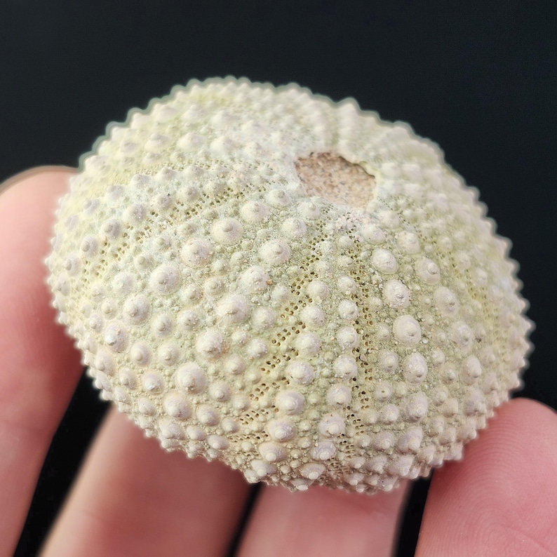 May include: A pale green sea urchin shell with a textured surface and small, rounded bumps. The shell has a natural, organic appearance and a small hole at the top. The sea urchin shell is held in a hand against a black background.