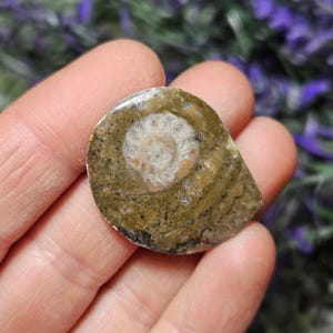 May include: A fossilised ammonite, displaying a spiral pattern in the centre. The stone has a mix of brown, tan, and white hues. The ammonite is held in a hand, with a blurred background of purple flowers.