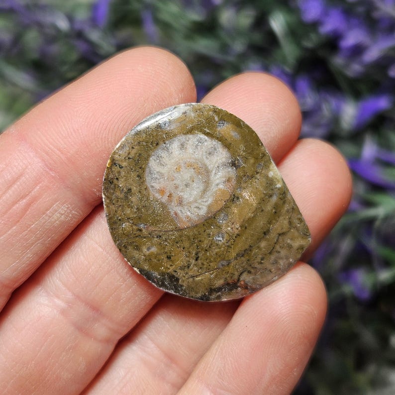 May include: A fossilised ammonite, displaying a spiral pattern in the centre. The stone has a mix of brown, tan, and white hues. The ammonite is held in a hand, with a blurred background of purple flowers.