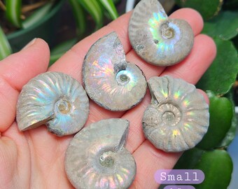 オパール化したアンモナイトの化石標本：虹色の輝き - Etsy 日本