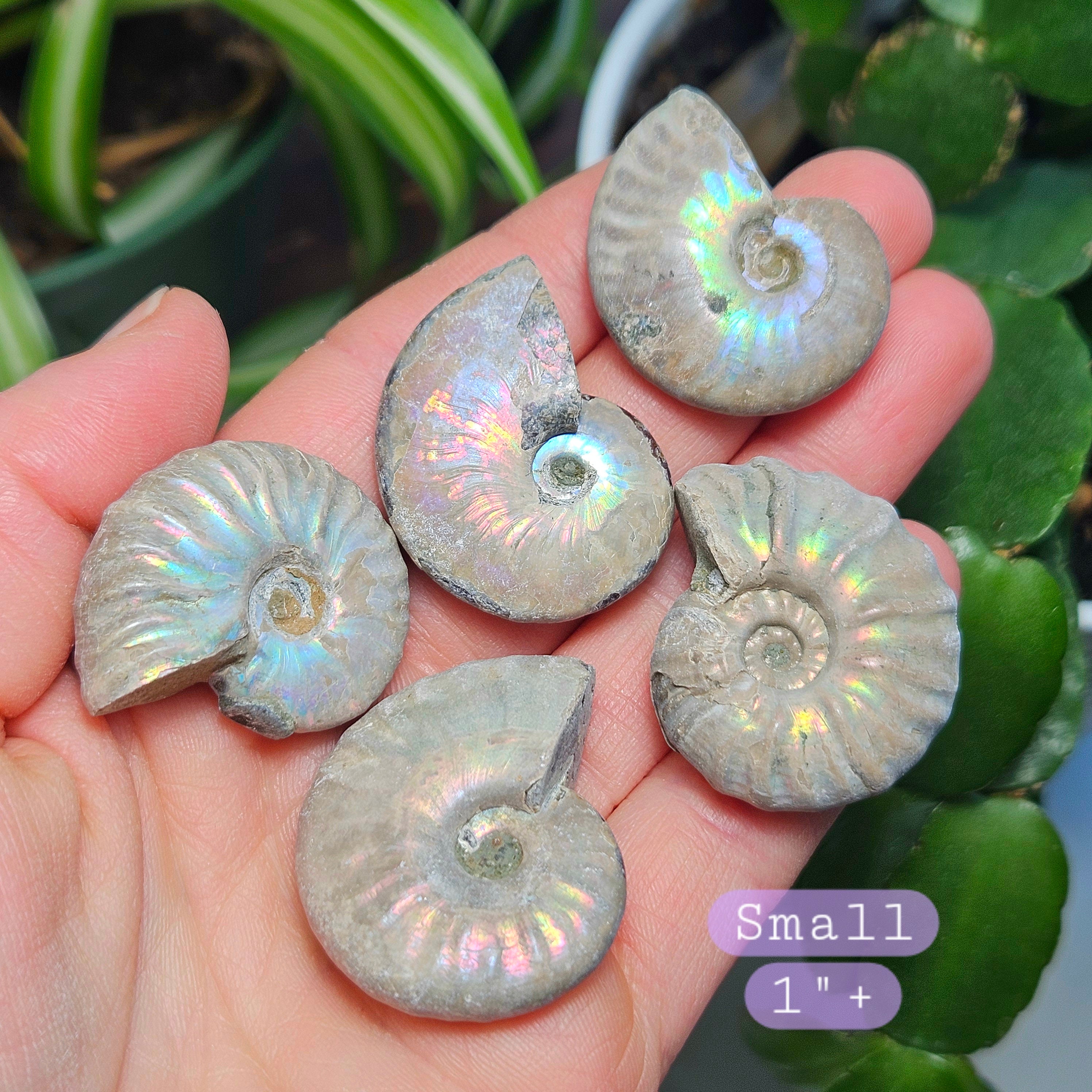 オパール化したアンモナイトの化石標本：虹色の輝き - Etsy 日本