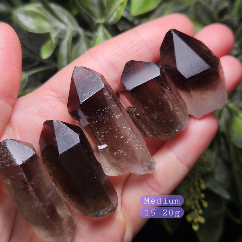 Puede incluir: Cinco puntas de cristal de cuarzo ahumado medianas, cada una con una parte superior facetada de color marr&oacute;n oscuro y una base m&aacute;s clara y transl&uacute;cida. Los cristales se sostienen en una mano, con follaje verde en el fondo. El texto "Medium 15-20g" es visible.