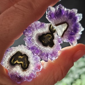 May include: Close-up of three amethyst crystal slices. The crystals have a flower-like shape with a dark centre and a ring of yellow and brown. The outer edges are a vibrant purple colour.