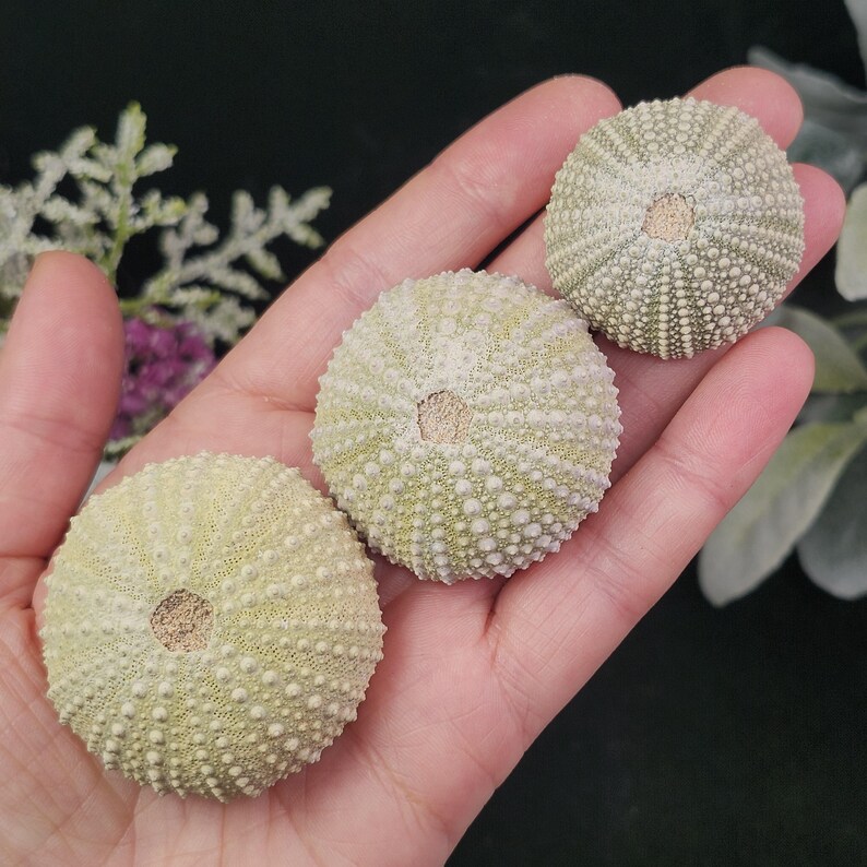 May include: Three sea urchin shells in varying shades of green and tan are displayed in a person's hand. The shells have a textured, spiky appearance and are arranged in a close-up shot.