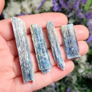 May include: Four blue kyanite crystal points, with a silvery sheen, are displayed on a hand. The crystals are various sizes and shapes, with some being more slender than others.