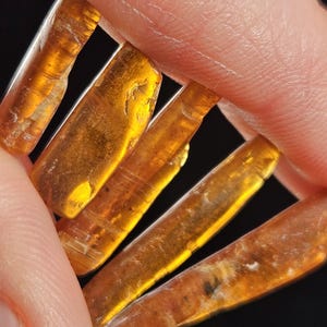 May include: Close-up of several pieces of amber, held between fingers. The amber pieces are translucent with a warm, golden-brown color. The light catches the edges, highlighting the texture and clarity of the material.