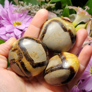May include: Three polished septarian nodules with smooth, rounded surfaces. The stones feature a distinct pattern of light gray, tan, and beige segments separated by dark brown, crystalline veins that create a web-like appearance across each piece.