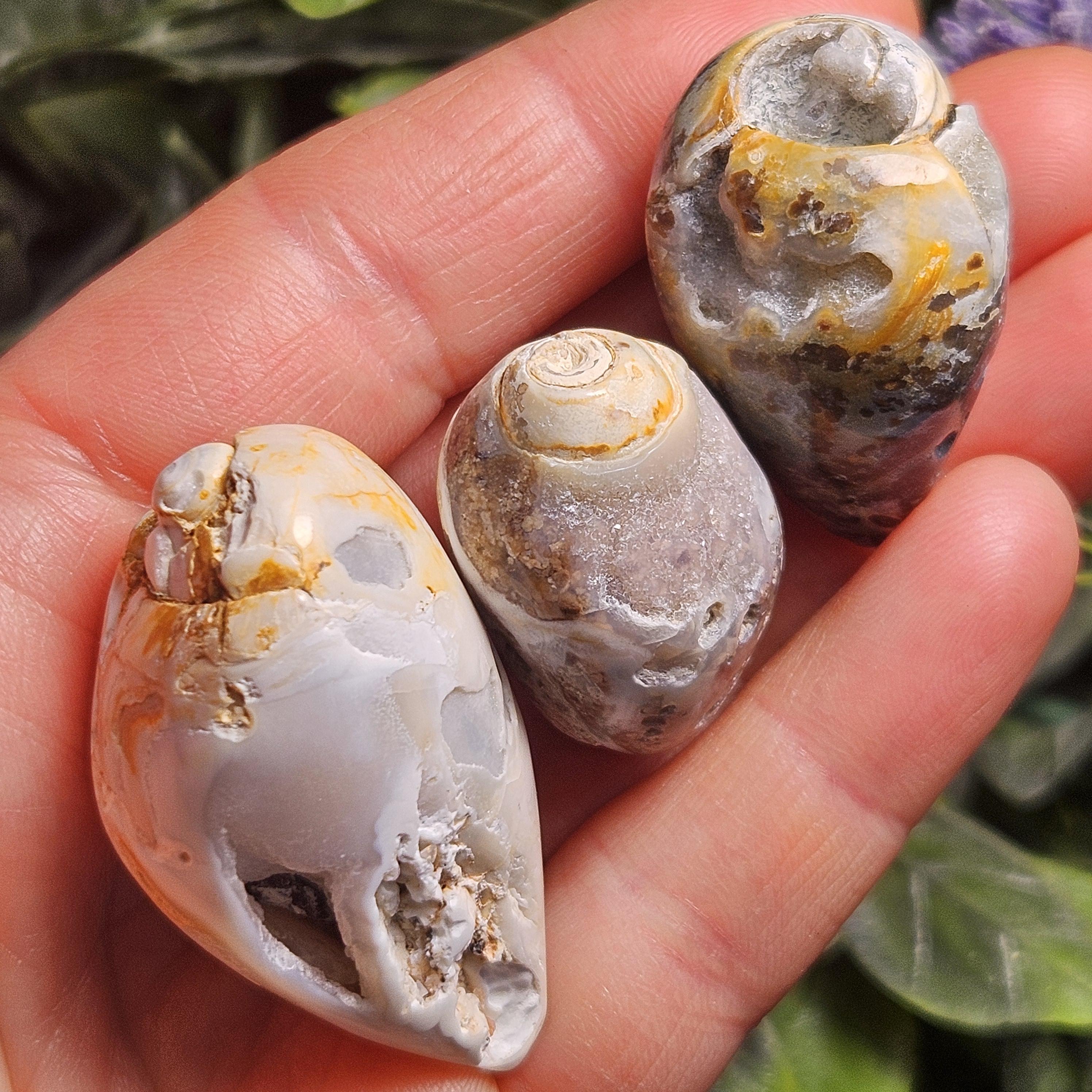 Agatized Spiralite Seashell: Fossilized Chalcedony Crystal Shell