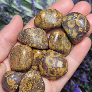 Ajooba Jasper Tumble Stone: Polished Spotted Jasper Crystal