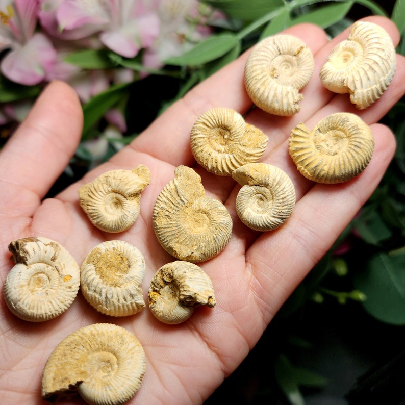 Peut inclure: Une collection d'ammonites fossilis&eacute;es de diff&eacute;rentes tailles et formes, allant du brun clair au brun fonc&eacute;, pr&eacute;sent&eacute;e sur une main.