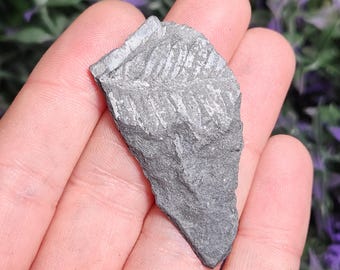 Fossilized Fern in Pennsylvania Shale - Fern Fossil Pennsylvania ...