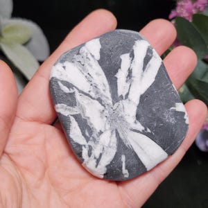 Chrysanthemum Stone, Polished Palm Stone - Flower Stone - Chrysanthemum Crystal Palm image 5