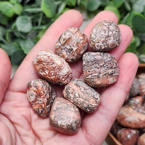 以下が含まれることがあります： 茶色、ベージュ、グレーの色合いのタンブルストーンの束。石にはユニークな模様と質感があり、赤褐色の静脈が見られるものもあります。石は開いた手の中に保持され、背景には緑の葉があります。クリスタルヒーリングやコレクションに最適です。