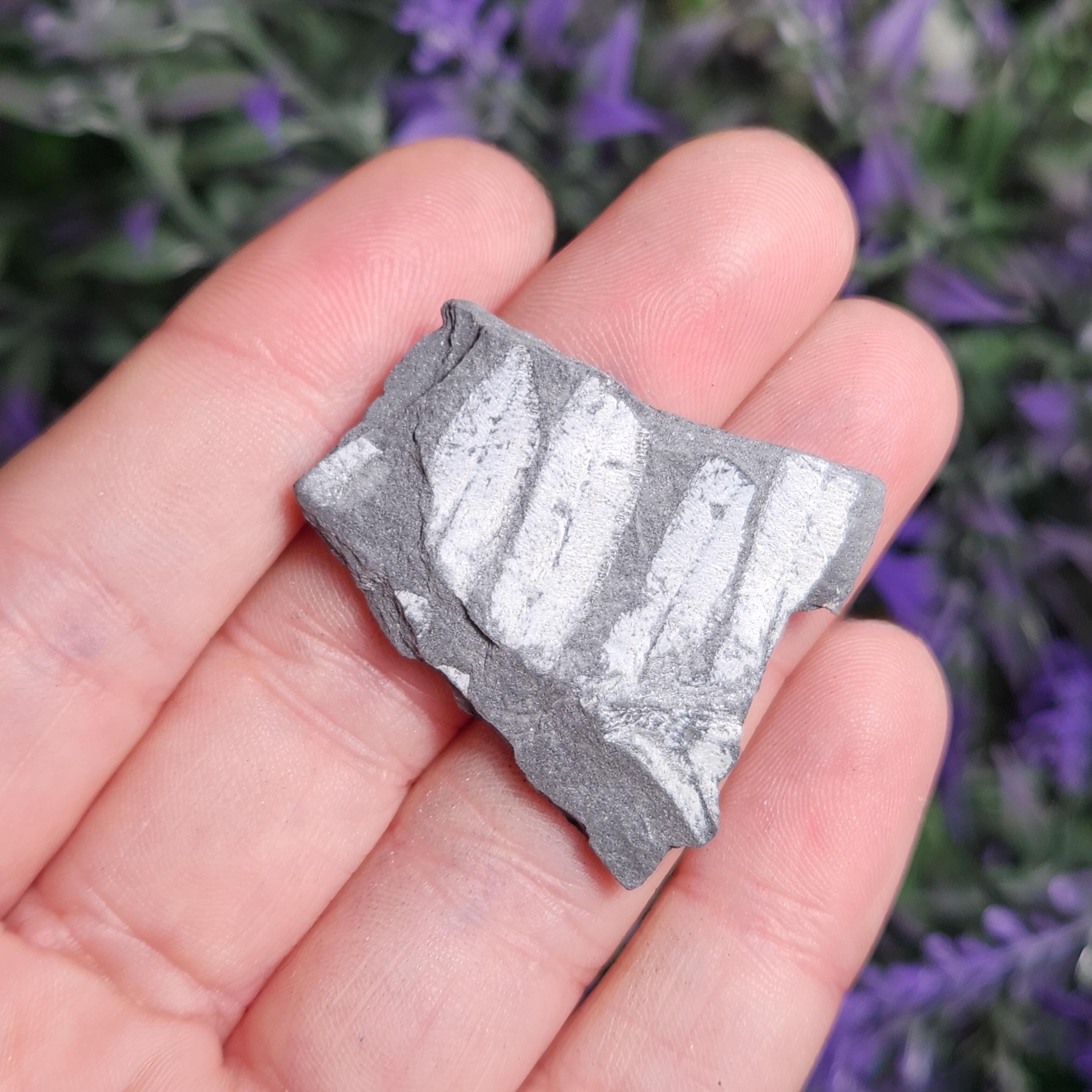 ペンシルバニア産シダ化石標本：植物化石石（1インチ以上） - Etsy 日本