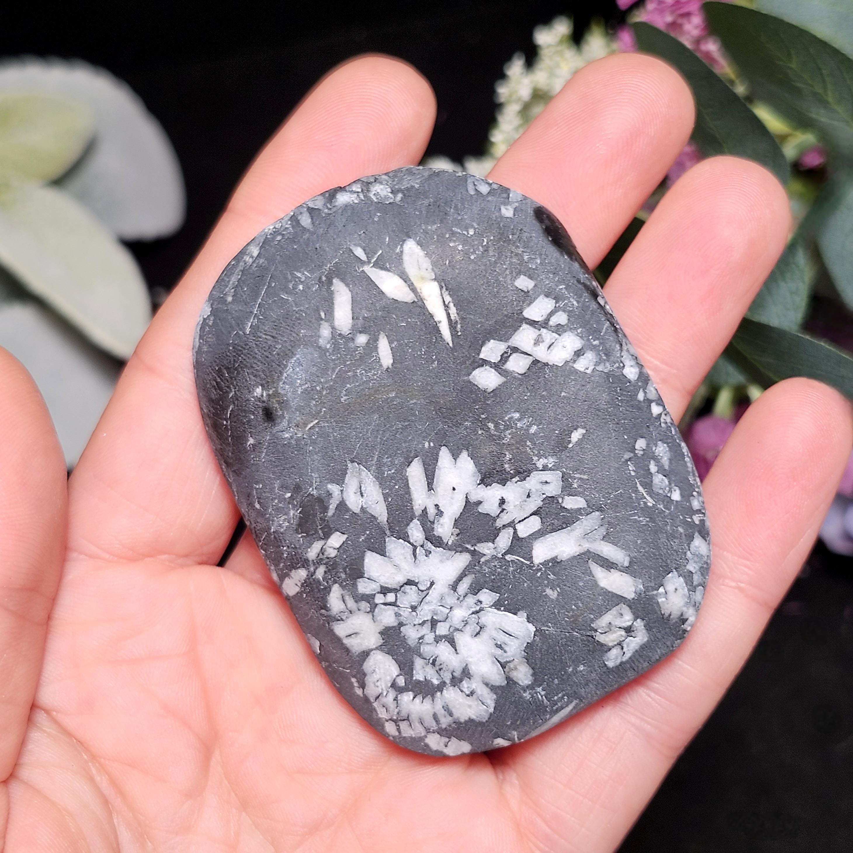 菊石、研磨されたヤシ石 - 花石 - 菊水晶ヤシ - Etsy 日本