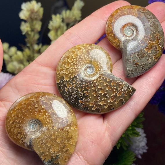 Polished Ammonite Fossil Specimen, Natural Fibonacci Spiral Shell