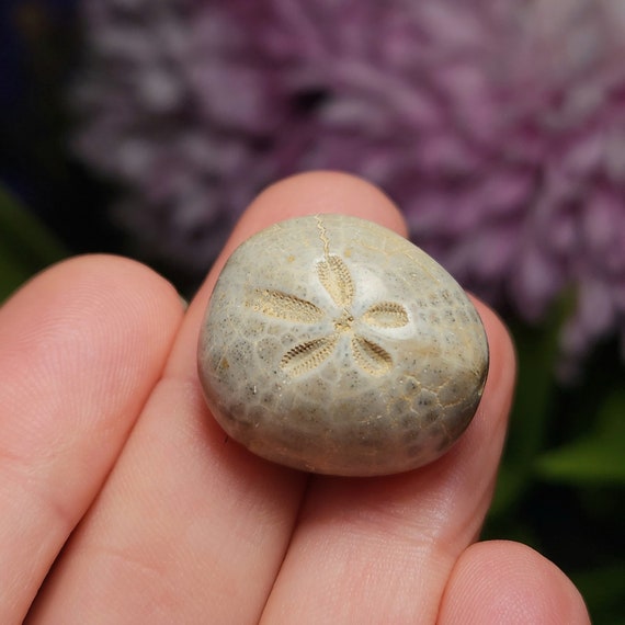 サンドダラーの化石標本：本物の天然海底化石 - Etsy 日本