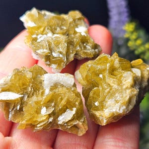 May include: Close-up of three raw, golden-yellow mineral specimens with crystalline structures. The minerals have a layered appearance with white inclusions. The specimens are held in a hand, with a blurred background of greenery.