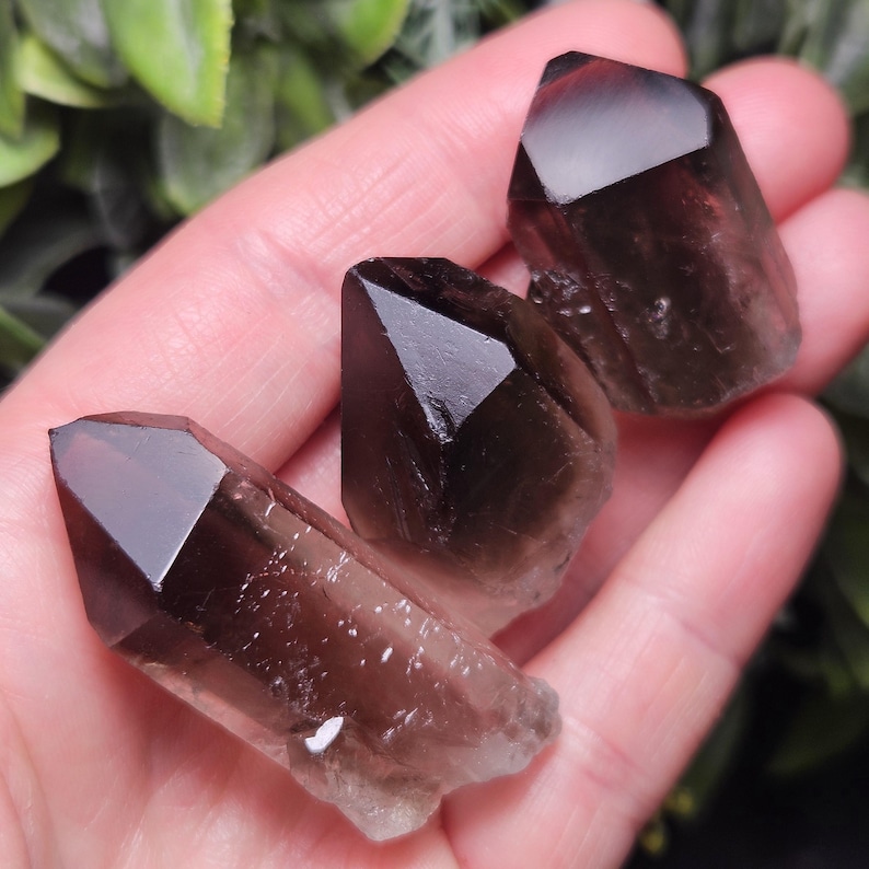 Puede incluir: Tres cristales de cuarzo ahumado marr&oacute;n oscuro con puntas afiladas se sostienen en una mano. Los cristales tienen una calidad transl&uacute;cida y diferentes tonos de marr&oacute;n. El fondo est&aacute; borroso, con follaje verde visible.