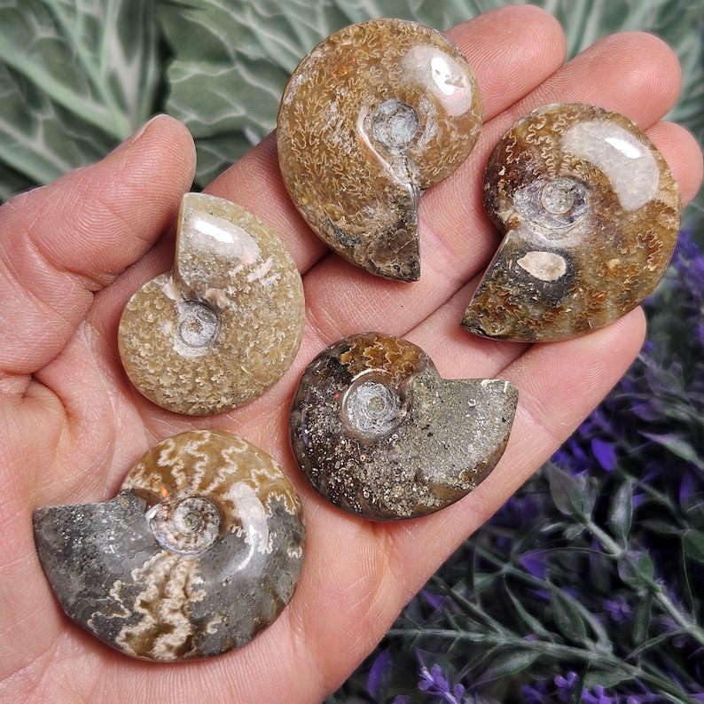 May include: Five fossilized ammonites in various shades of brown, gray, and white. The ammonites are arranged in a hand, with the largest ammonite at the top and the smallest ammonite at the bottom.