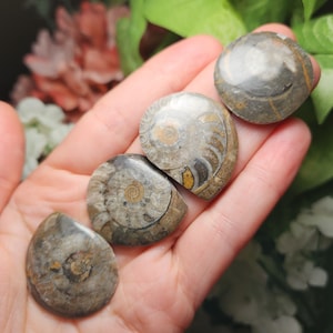 May include: Four fossilised ammonite shells in shades of grey, brown, and tan are displayed in a hand. The shells have intricate spiral patterns and are smooth. The background features green and pink foliage.
