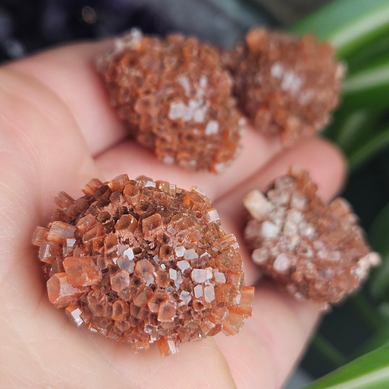 May include: Four brown and white crystal clusters, also known as selenite, on a hand. The crystals are small and have a rough, textured surface.
