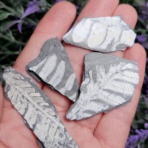 Esemplare fossile di felce della Pennsylvania: pietra fossile vegetale (1&quot;+)