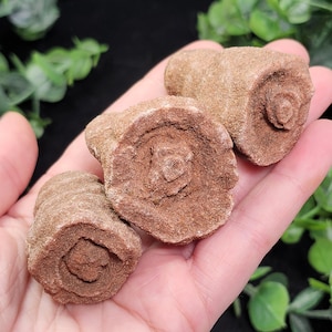 Peut inclure: Trois formations de rose des sables brun rouge&acirc;tre, chacune avec un motif en spirale, sont tenues dans une main. Les formations ont une surface rugueuse et textur&eacute;e et varient l&eacute;g&egrave;rement en taille. L'arri&egrave;re-plan est flou avec du feuillage vert.
