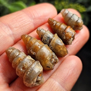 Könnte beinhalten: Eine Sammlung kleiner, spiralförmiger Fossilien in Braun- und Beigetönen. Die Fossilien werden in einer Hand gehalten, wodurch ihre detaillierten, strukturierten Oberflächen hervorgehoben werden. Das Bild zeigt die natürlichen, erdigen Farbtöne und die einzigartigen Formen der alten Exemplare.