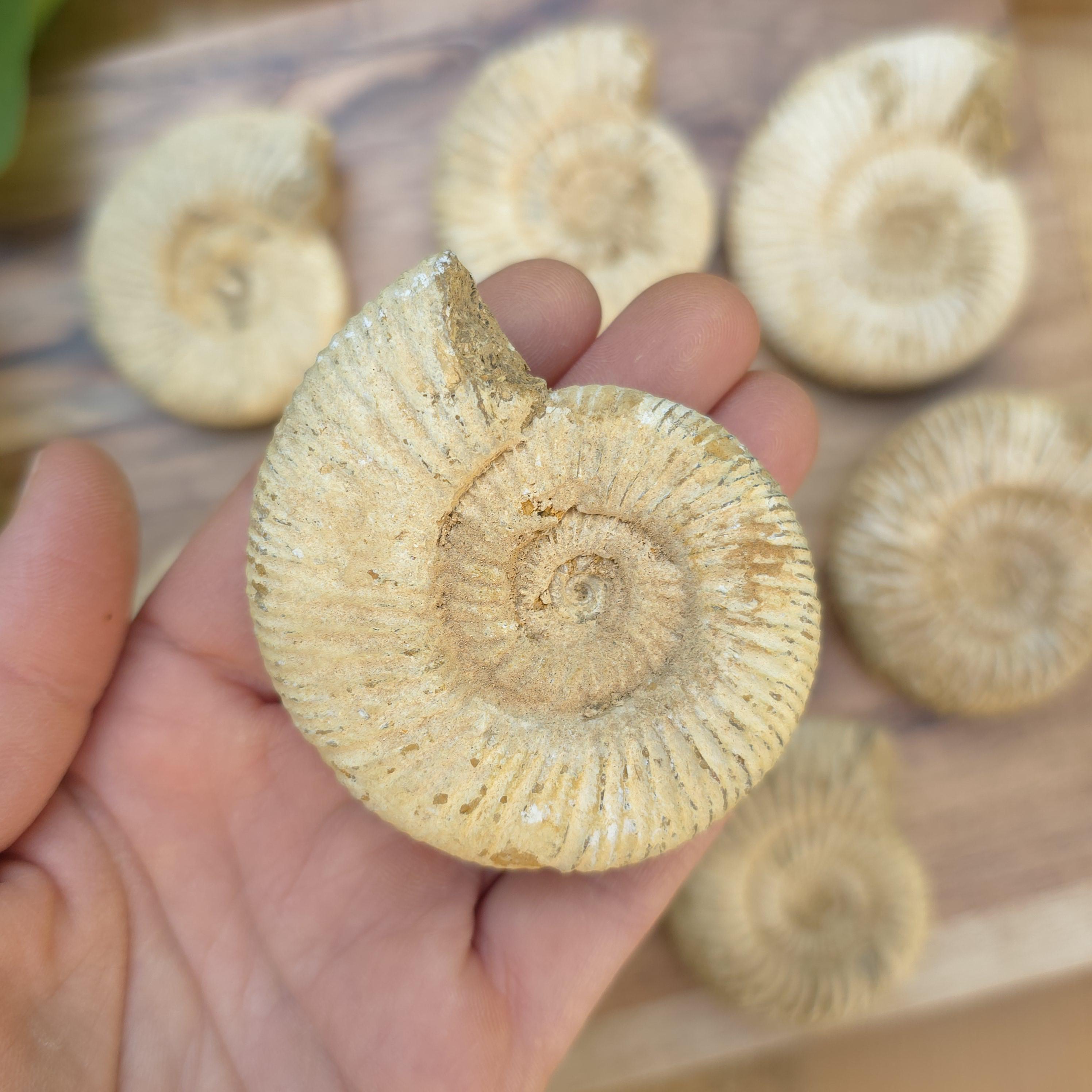 アンモナイトの化石標本：フィボナッチ螺旋、先史時代の海 - Etsy 日本