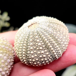 May include: Close-up of two sea urchin shells. The shells are round, with a textured surface covered in small, evenly spaced bumps. The color is primarily off-white with hints of green and purple.