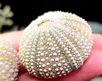 Sea Urchin Fossil Specimen - Echinoid Fossil - Fossilized Sea Urchin from Morocco