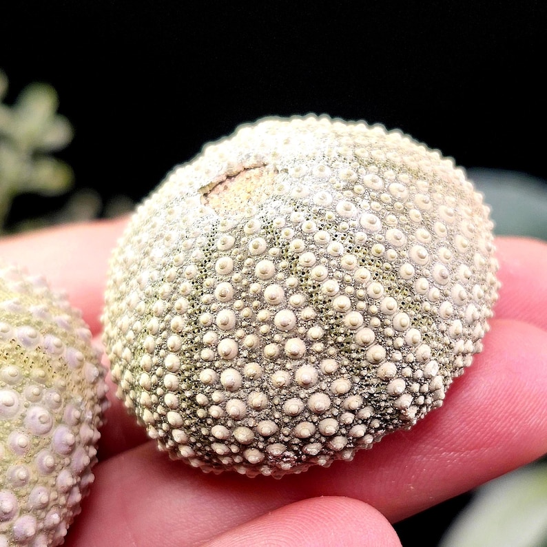 May include: Close-up of two sea urchin shells. The shells are round, with a textured surface covered in small, evenly spaced bumps. The color is primarily off-white with hints of green and purple.