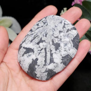 Chrysanthemum Stone, Polished Palm Stone - Flower Stone - Chrysanthemum Crystal Palm image 9