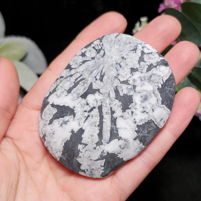Chrysanthemum Stone, Polished Palm Stone - Flower Stone - Chrysanthemum Crystal Palm image 9
