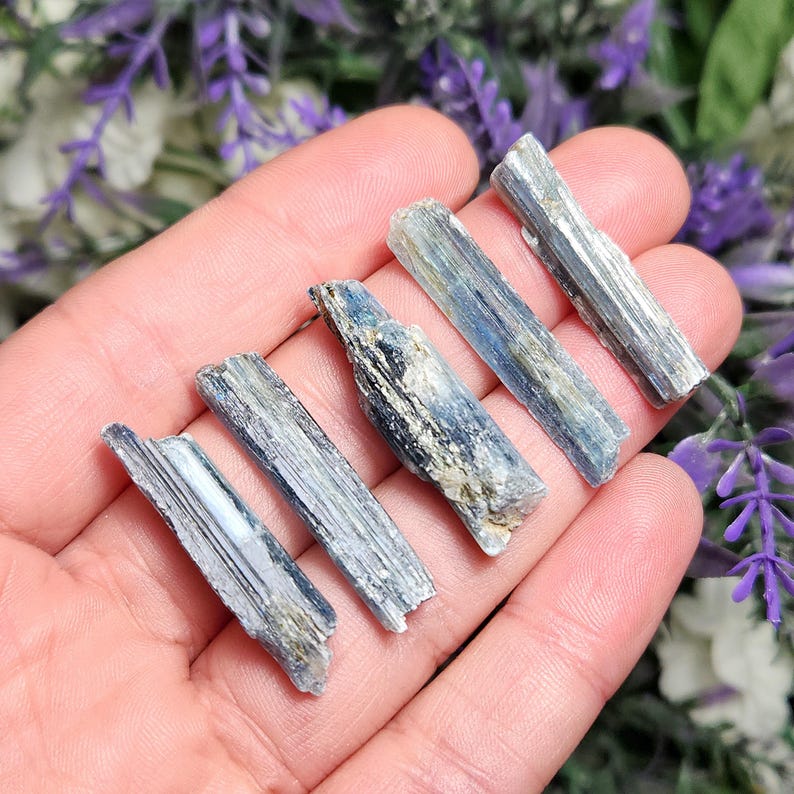 May include: A collection of six blue kyanite crystal points, each with a striated, silvery-grey surface. The crystals are arranged in a hand, showcasing their varying lengths and shapes.