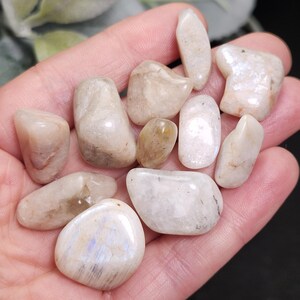 Puede incluir: Una colecci&oacute;n de piedras lunares pulidas de varias formas y tama&ntilde;os. Las piedras muestran una gama de tonos blanco crema y beige, algunas exhibiendo una sutil iridiscencia. Las piedras lisas y redondeadas se sostienen en una mano.