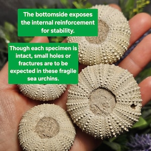 May include: Four beige sea urchin shells with textured surfaces are displayed. The text in the image states that the bottom side exposes internal reinforcement for stability and that small holes or fractures are expected.