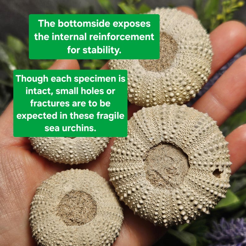 May include: Four beige sea urchin shells with textured surfaces are displayed. The text in the image states that the bottom side exposes internal reinforcement for stability and that small holes or fractures are expected.