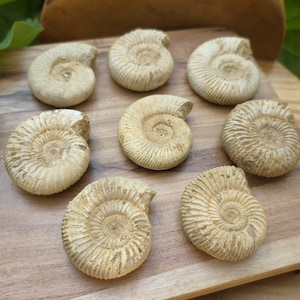 Ammonite Fossil Specimen: Fibonacci Spiral, Prehistoric Seas