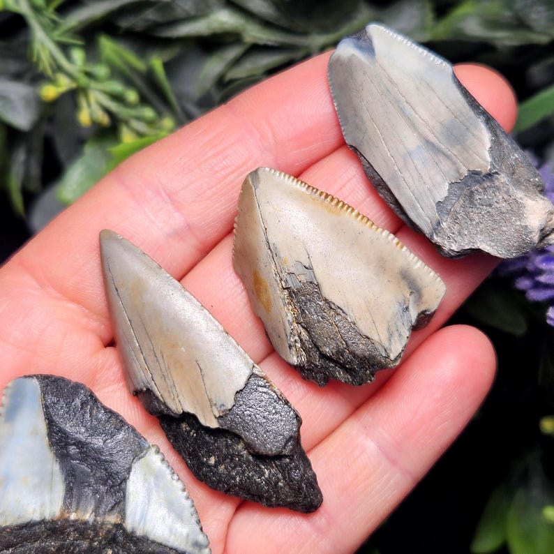 Authentic Megalodon Shark Tooth Fossil, Natural Fossil Tooth Fragments from South Carolina, Jewelry Making Supply image 1
