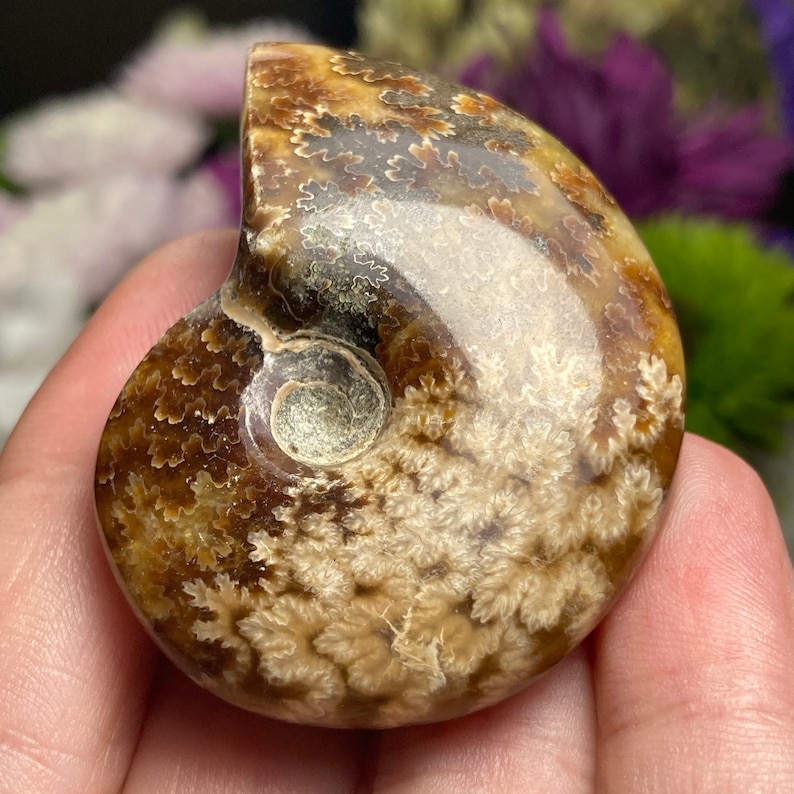 May include: A fossilized ammonite with a brown and white swirl pattern. The ammonite is polished and has a smooth surface.