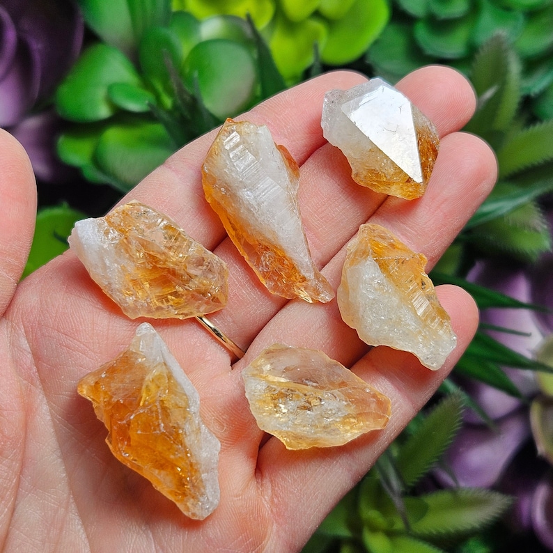 May include: Five small, raw citrine crystal clusters with translucent, golden-yellow hues and white, opaque bases. Each piece features jagged, natural edges and crystalline facets that catch the light, displaying a mix of clear and amber-colored mineral formations.