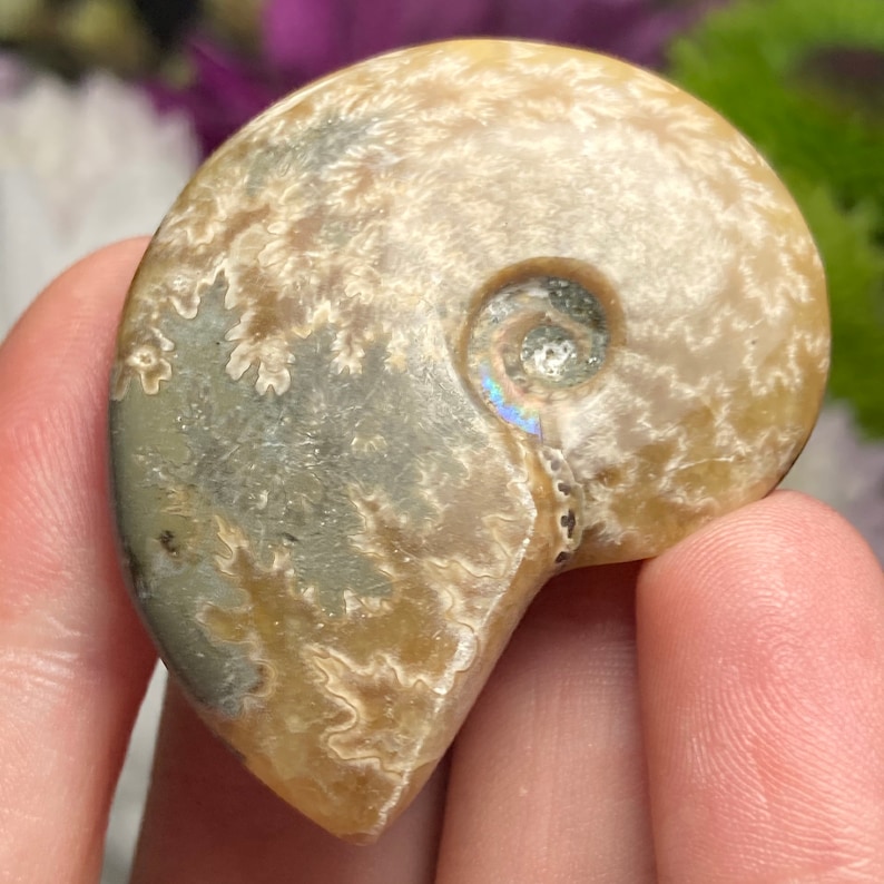 May include: A fossilized ammonite with a cream and brown shell. The ammonite has a spiral shape with a iridescent center.