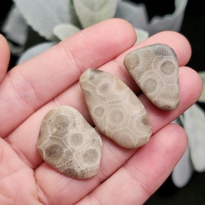 Peut inclure: Trois pierres de corail fossilis&eacute;es dans des tons de beige et de gris sont pr&eacute;sent&eacute;es dans une main. Les pierres pr&eacute;sentent des motifs circulaires complexes, ressemblant &agrave; de minuscules fleurs ou cellules. Les formes varient.