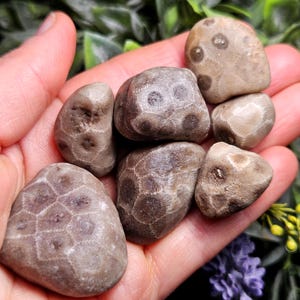Könnte beinhalten: Eine Sammlung von sechs glatten, polierten Petoskey-Steinen mit ausgeprägten hexagonalen und kreisförmigen fossilen Korallenmustern in Beige-, Hellbraun- und Dunkelbrauntönen. Diese Natursteine haben eine abgerundete, getrommelte Textur mit sichtbaren Details.