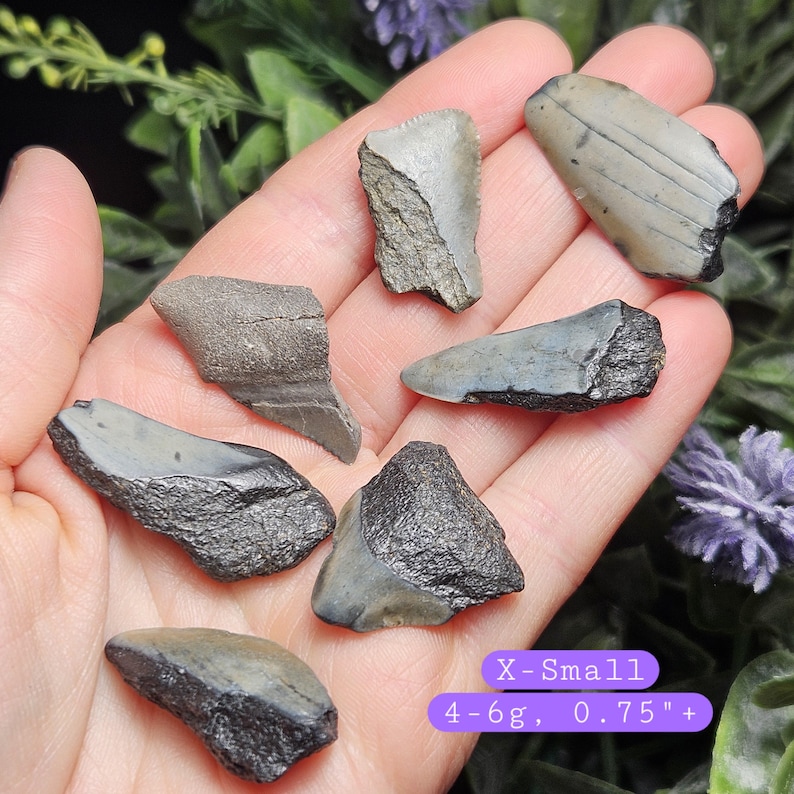 May include: A collection of small, fossilized teeth in various shapes and sizes, with shades of gray and black. The text "X-Small 4-6g, 0.75"+" is displayed in a purple rectangle.