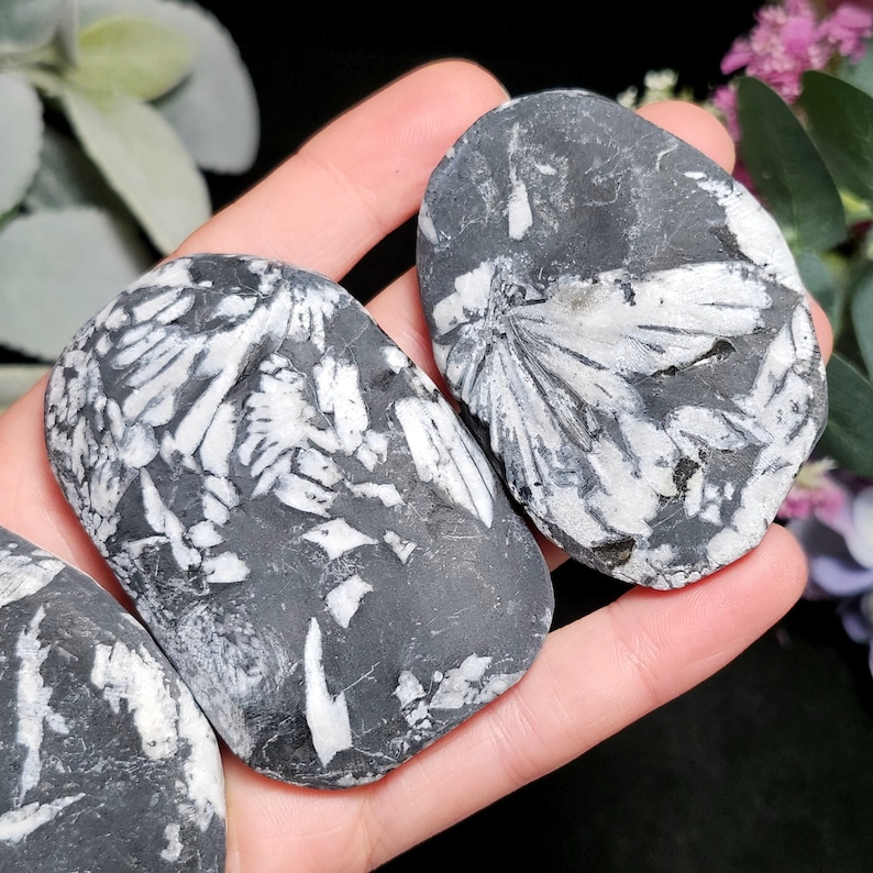 Chrysanthemum Stone, Polished Palm Stone - Flower Stone - Chrysanthemum Crystal Palm image 6